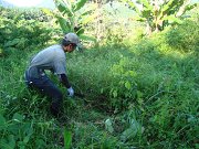 Maintenance of planted seedlings (4)
